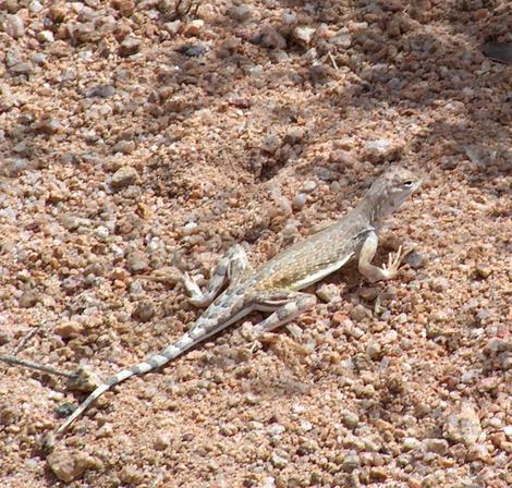 Zebra Tailed lizard out in Joshua Tree - grid24_12