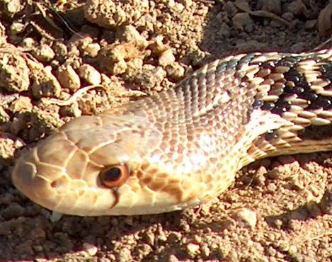 Gopher snake, Pituophis catenifer head - grid24_12