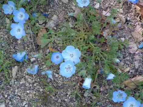 Nemophila menziesii, Baby Blue Eyes, can be  massively inhibited by alien species of Erodium, especially Erodium botrys, in the central coast ranges of California.  - grid24_12