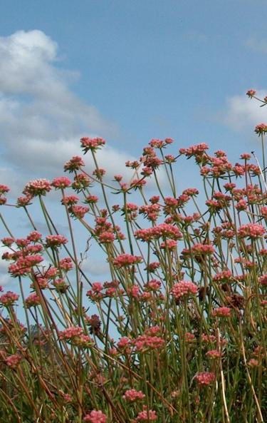California buckwheat flowers turn russet  - grid24_12