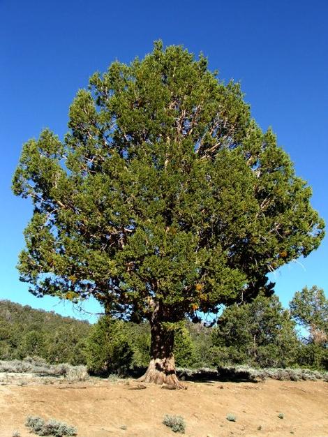 This pretty western Juniper tree was at about 9000 feet in the San Bernardino range. - grid24_12