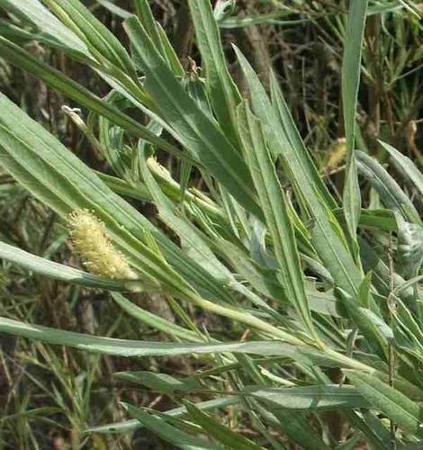 Salix exigua Narrowleaf Willow - grid24_12