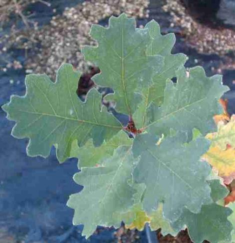 Leaves of Valley Oak, Quercus lobata - grid24_12