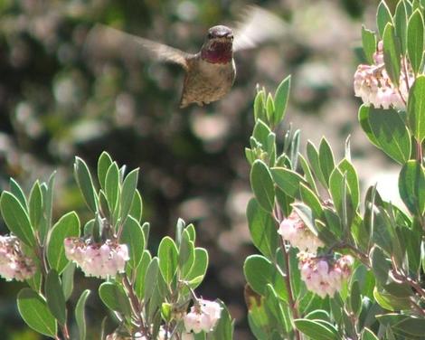 A male Anna's Hummingbird working the flowers of Mexican manzanita. - grid24_12