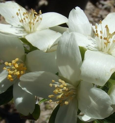 Philadelphus lewisii, Wild Mock Orange,  which is shaped and pruned like a lilac, is shown here in a closeup in our Santa Margarita garden. In inland gardens it needs some shade. - grid24_12