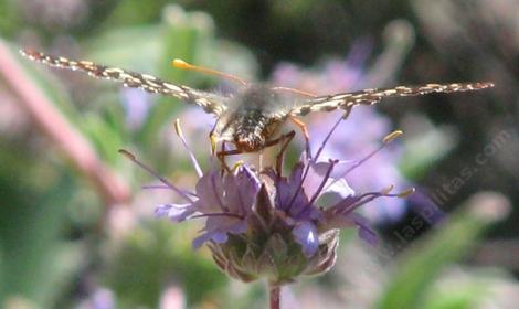 Salvia Gracias with a Checkerspot butterfly. - grid24_12