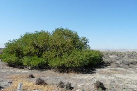 Prosopis glandulosa torreyana, Honey Mesquite out in Buttonwillow - grid24_12