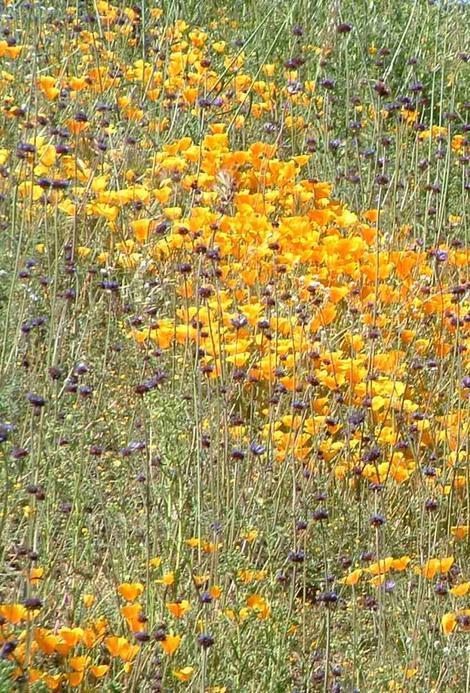 A hillside of Chia and California Poppy - grid24_12