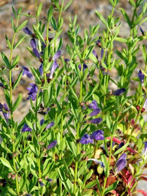 Scutellaria austinae, Skull Cap in flower. - grid24_12