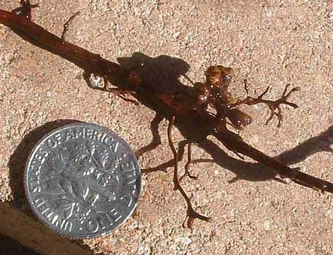 Frankia on a Sheperdia root. The little nodules produce nitrogen that the plant can access. - grid24_12