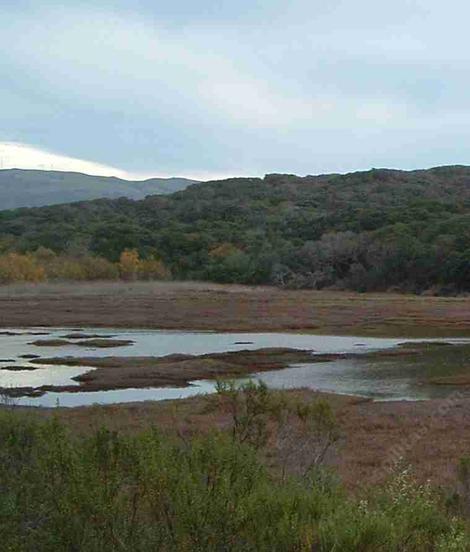 A coastal marsh is a great place for Song Sparrows - grid24_12