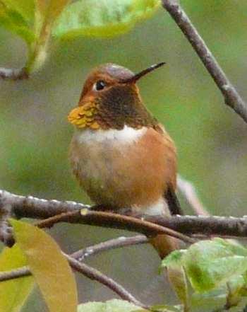 Rufous Hummingbird, 
Selasphorus rufus posing for the camera - grid24_12