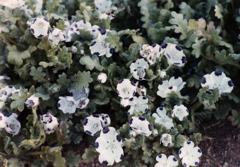 Nemophila maculata, Fivespot, is a popular annual wildflower, that grows  in the Sierra Nevada mountains and the Sacramento Valley. 