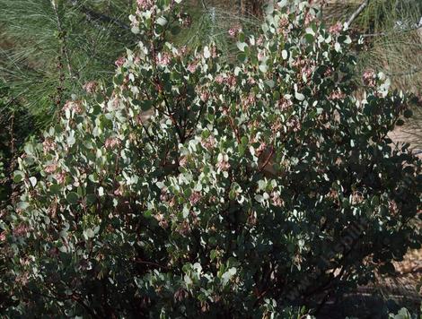 Arctostaphylos mariposa,  Mariposa Manzanita has masses of pink flowers on gray foliage. - grid24_12