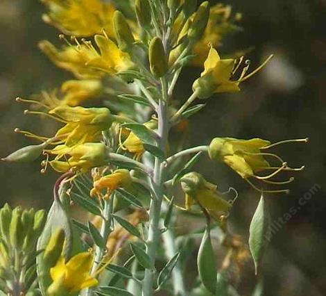 Here is a closeup of the inflorescence of Isomeris arborea, Bladderpod. - grid24_12