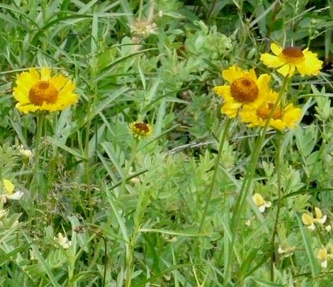 Helenium bigelovii,  Bigelows Sneezeweed, in a Sierra Meadow - grid24_12