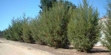 Cupressus forbesii, Tecate Cypress as a  hedge row. No water and the little trees look decent. Reports of 15 ft. in 3 years. - grid24_12