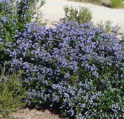 Ceanothus Celestial Blue is a very showy mountain lilac. - grid24_12