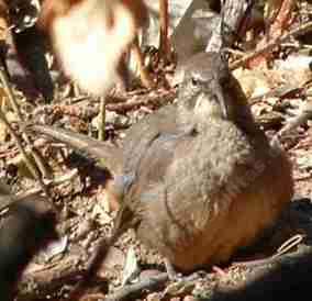 California Thrasher, Toxostoma redivivum, hey baby! - grid24_12