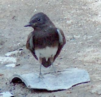 A Black Phoebe on  broken pot - grid24_12