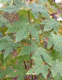 Leaves of Big Leaf Maple. - grid24_12