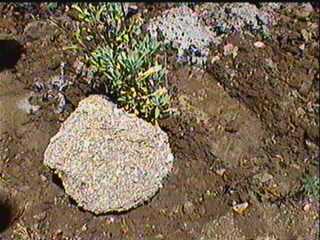 Place rock next to plant. This helps moderate moisture and soil temperature. - grid24_12