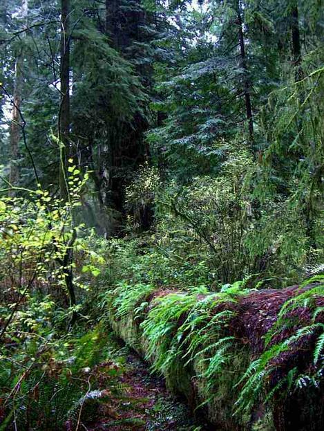 A wall of ferns on a log in a California coastal redwood forest. Please do not steal our copyrighted photos. - grid24_12