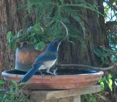 Scrub jay at the bird bath at King City - grid24_12