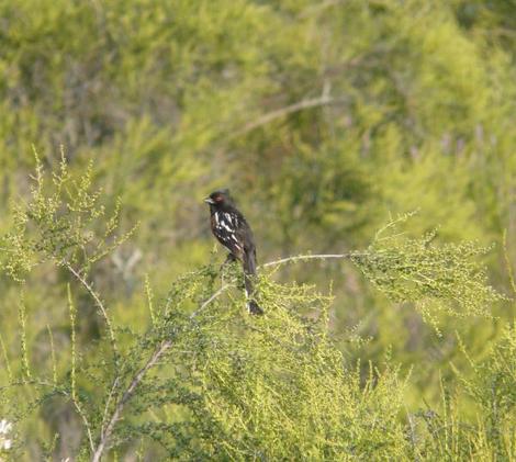 Spotted towhee on Chamise - grid24_12