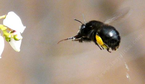 Anthophora pacifica visits flowers of Arctostaphylos, Cercocarpus, Cynoglossum grandis, Eriodictyon californicum, Lasthenia, Lotus, Lupinus, Pedicularis, Ribes, and Salix. - grid24_12