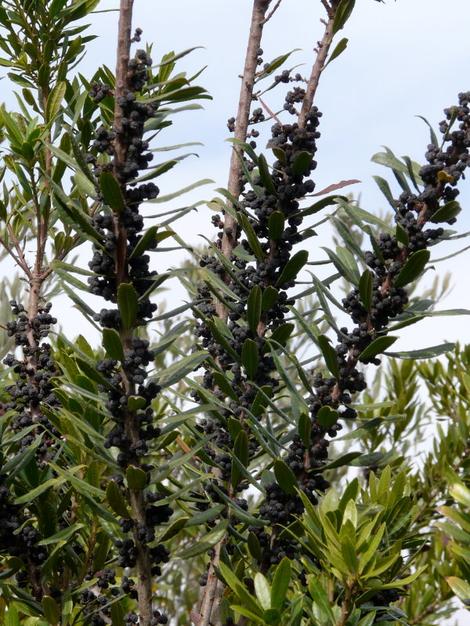 Myrica californica Pacific Wax Myrtle seed - grid24_12