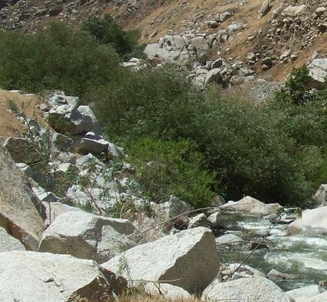 Salix goodingii, San Joaquin Willow in Kern River - grid24_12