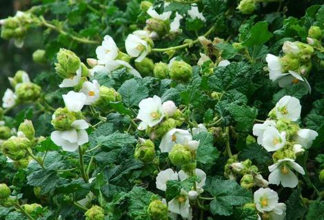 Malacothamnus palmeri involucratus Carmel Valley Bush Mallow - grid24_12