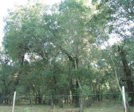 An old photo of Quercus agrifolia, Coast Live Oak - grid24_12