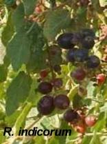 Ribes indecorum, White Flowering Currant, here with its clusters of ripening fruits.  - grid24_12