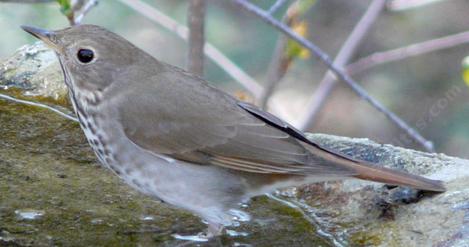 Mr. Hermit Thrush at bird bath. - grid24_12