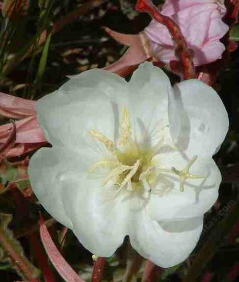 Oenothera caespitosa ssp. marginata, Evening Primrose, possesses the most wonderful fragrance, when the flowers emerge in the dusk of the evening. - grid24_12