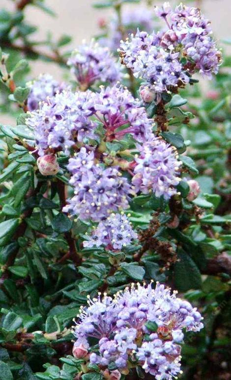 Ceanothus maritimus grows on coastal bluffs and covers the ground with blue in spring. - grid24_12