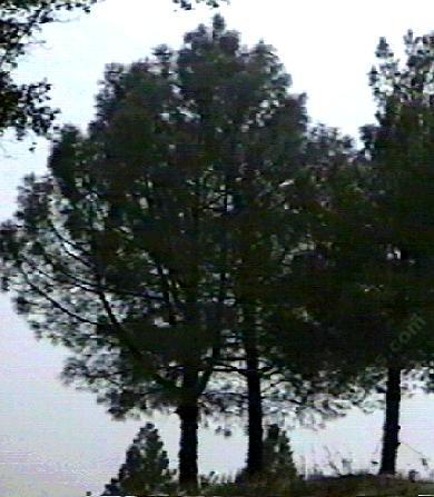 Young Ponderosa pines on a ridge in the Sierras. - grid24_12