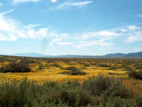 Shadscale scrub plant community with Goldfields and Tidy tips between the Atriplex. - grid24_12