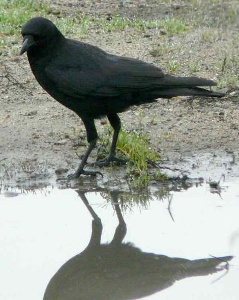 American crow, Corvus caurinus looking how pretty he is in a pool of water. - grid24_12