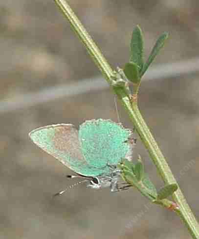 Lotus scoparius, Deerweed, is a larval food plant for the Bramble Hairstreak Butterfly.  - grid24_12