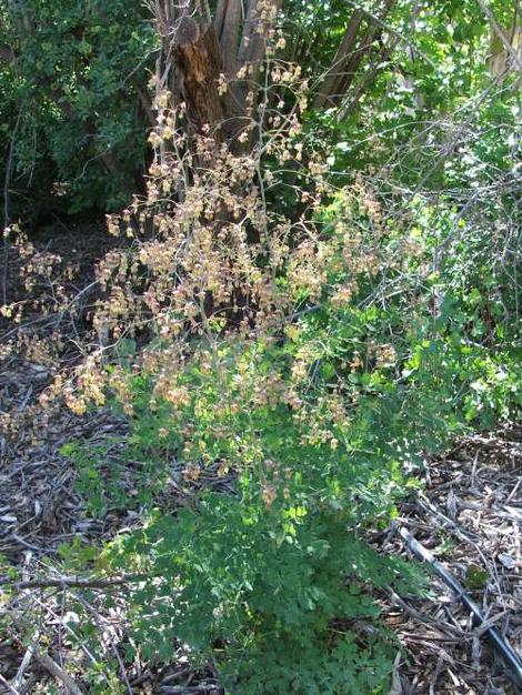 Thalictrum fendleri Mountain Meadow Rue - grid24_12