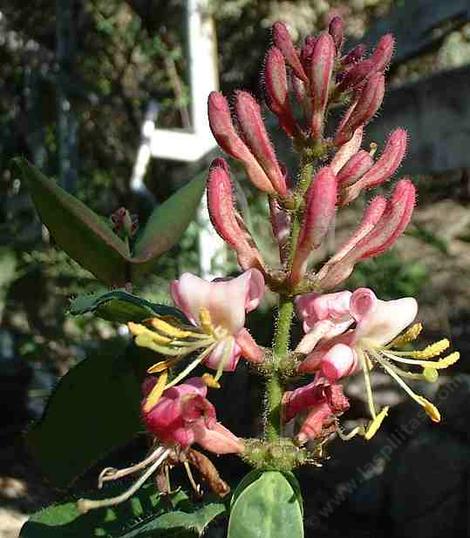 Lonicera hispidula, California Honeysuckle, has fragrant, muted pastel pink flowers and crawls up on other plants. - grid24_12