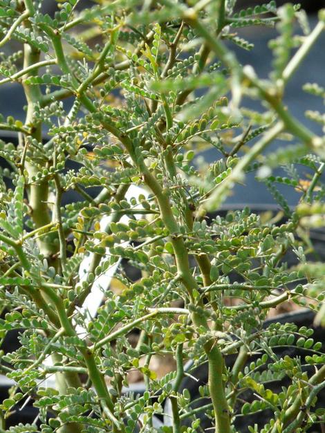 Cercidium microphyllum, Littleleaf Palo Verde, showing the leaf pattern and the green stem. - grid24_12