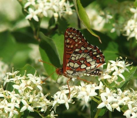 Cornus glabrata, Brown Twig Dogwood with Checkerspot - grid24_12