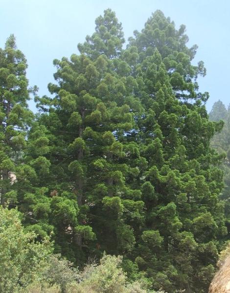 Young Coast Redwood , Sequoia sempervirens in a forest that has not yet formed. - grid24_12