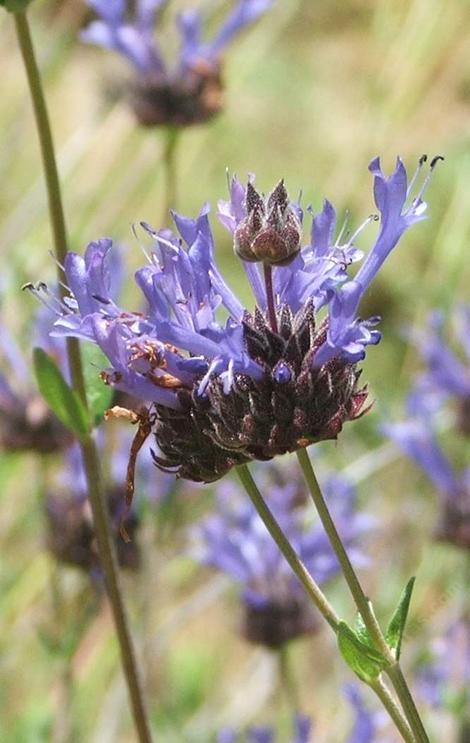 Salvia clevelandii, Winnifred Gilman has fragrant foliage and flowers. - grid24_12