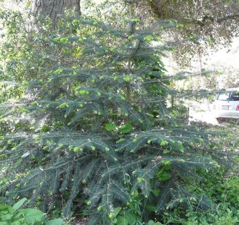 A young specimen of Abies bracteata, Santa Lucia Fir, in our Santa Margarita garden in the spring.  - grid24_12