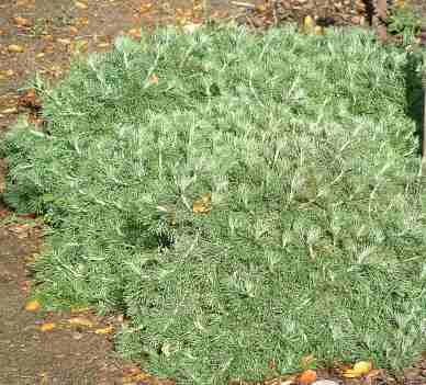 Artemisia californicaX Montara  - grid24_12